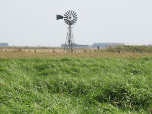 Panicum coloratum cv Klein